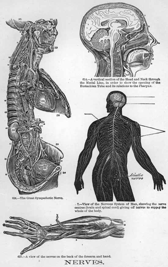 The human nervous system and it's parts