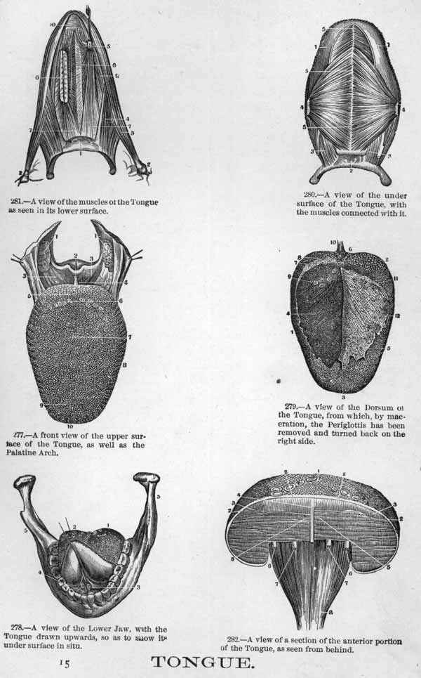 The human tongue and it's parts