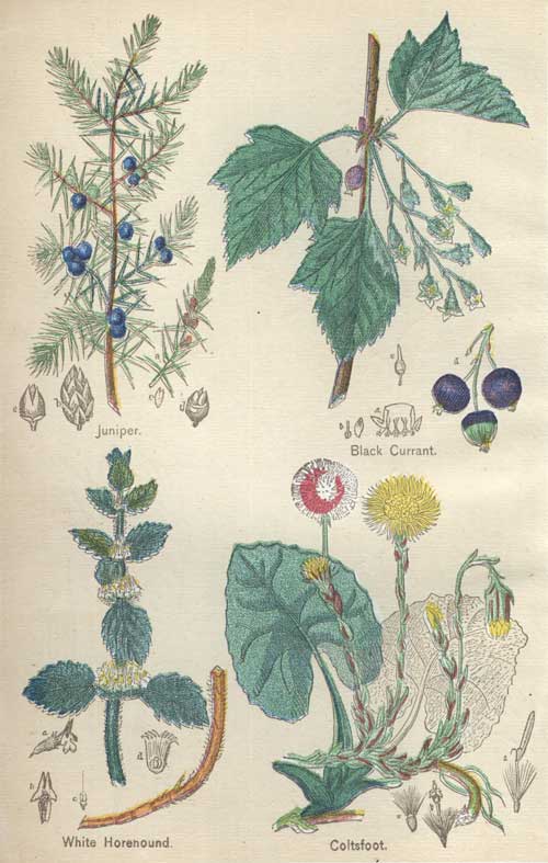 Pictures of Medicinal Plants - Plate 2 - Juniper, Black Currant, White Horehound, Coltsfoot