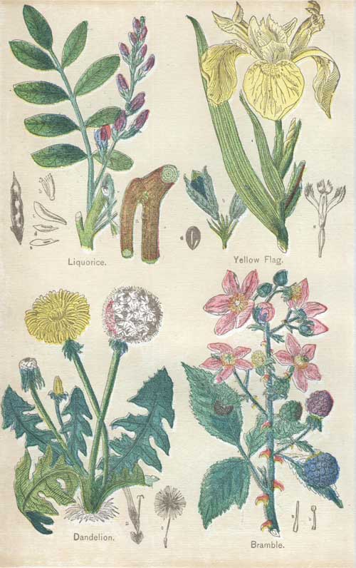 Pictures of Medicinal Plants - Plate 6 - Liquorice, Yellow Flag, Dandelion, Bramble