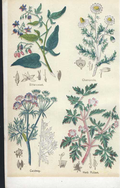 Pictures of Medicinal Plants - Plate 8 - Bittersweet, Chamomile, Caraway, Herb Robert