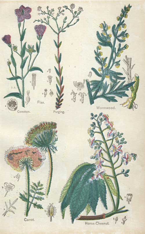 Pictures of Medicinal Plants - Plate 11 - Common, Flax, Purging, Wormwood, Carrot, Horse-Chesnut