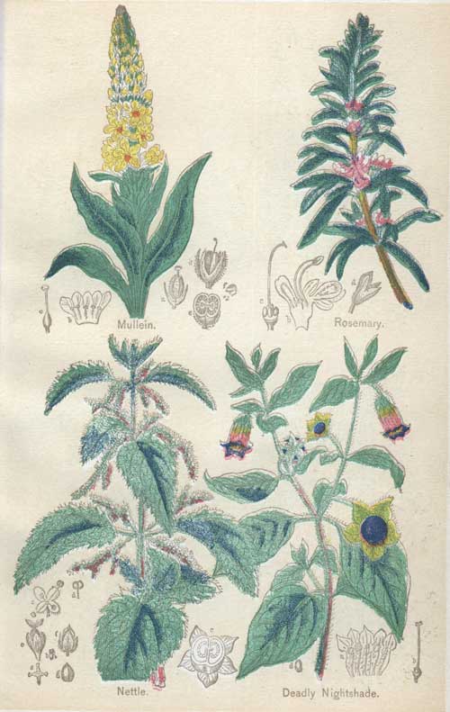 Pictures of Medicinal Plants - Plate 13 - Mullein, Rosemary, Nettle, Deadly Nightshade