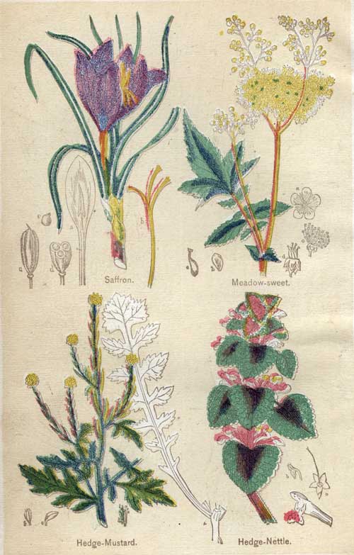 Pictures of Medicinal Plants - Plate 16 - Saffron, Meadow-sweet, Hedge-Mustard, Hedge-Nettle