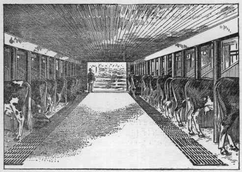 Model cow barn